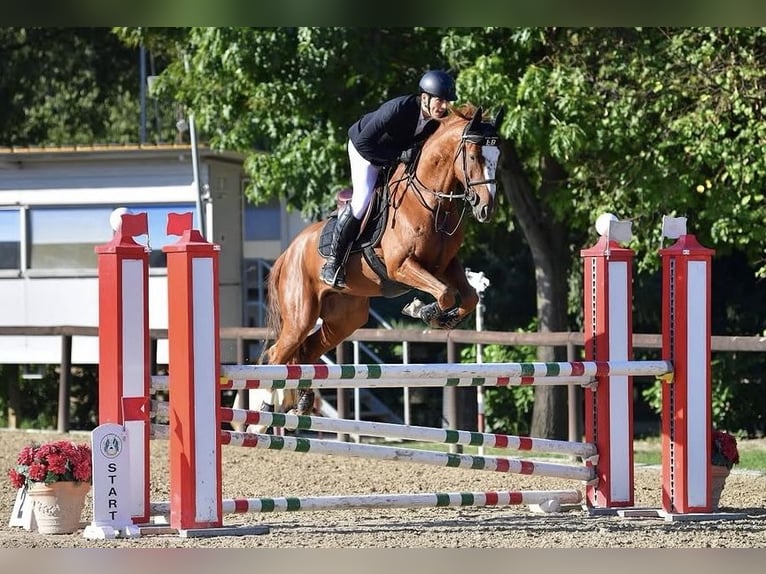 Zangersheider Wallach 5 Jahre Fuchs in Udine