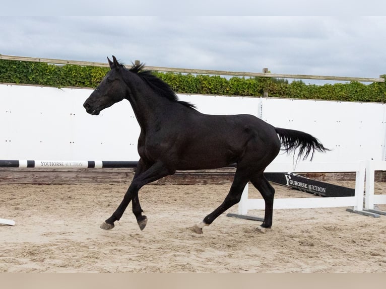 Zangersheider Wallach 5 Jahre Schwarzbrauner in Waddinxveen Zangersheider Wallach 5 Jahre Schwarzbrauner in Waddinxveen