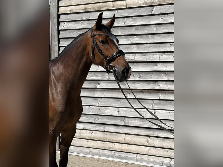 Zangersheider Wallach 5 Jahre  in Barłomino