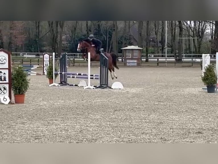 Zangersheider Wallach 6 Jahre 158 cm Fuchs in Borken