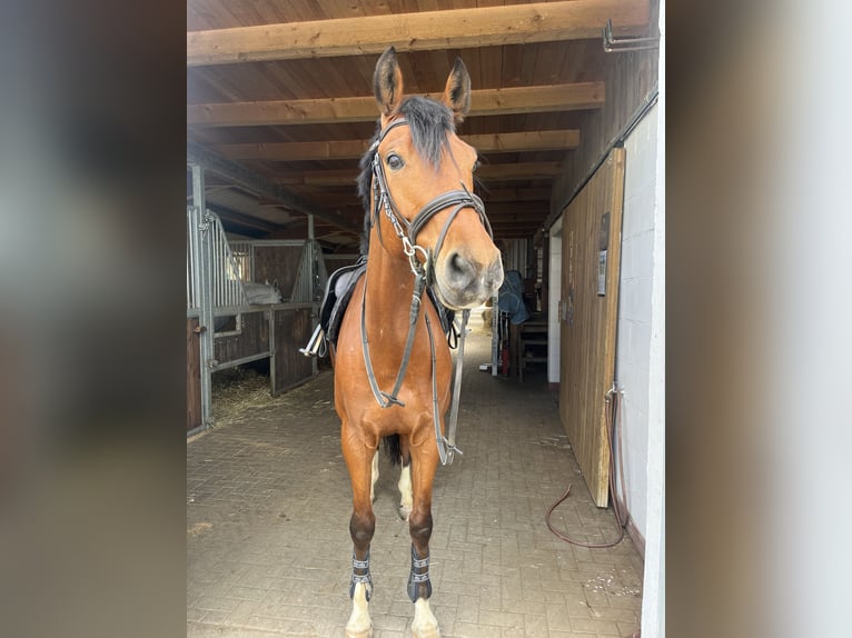 Zangersheider Wallach 6 Jahre 160 cm Brauner in Sulzthal