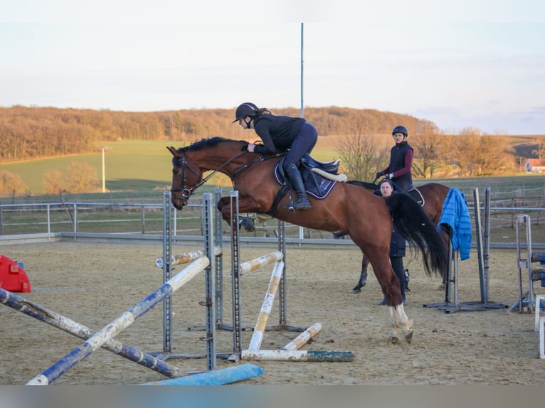 Zangersheider Wallach 6 Jahre 160 cm Brauner in Sulzthal