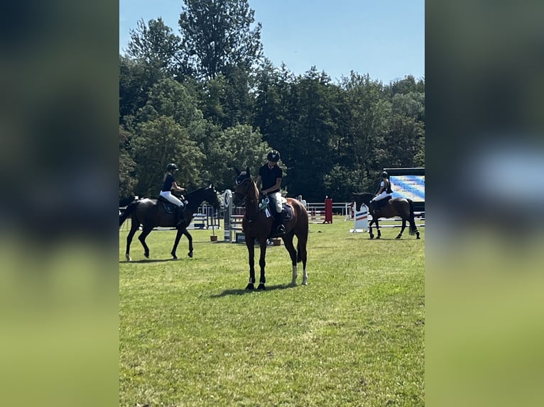 Zangersheider Wallach 6 Jahre 160 cm Hellbrauner in Wasserlosen