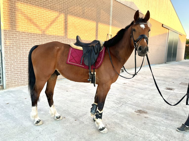 Zangersheider Wallach 6 Jahre 161 cm Brauner in Geraardsbergen