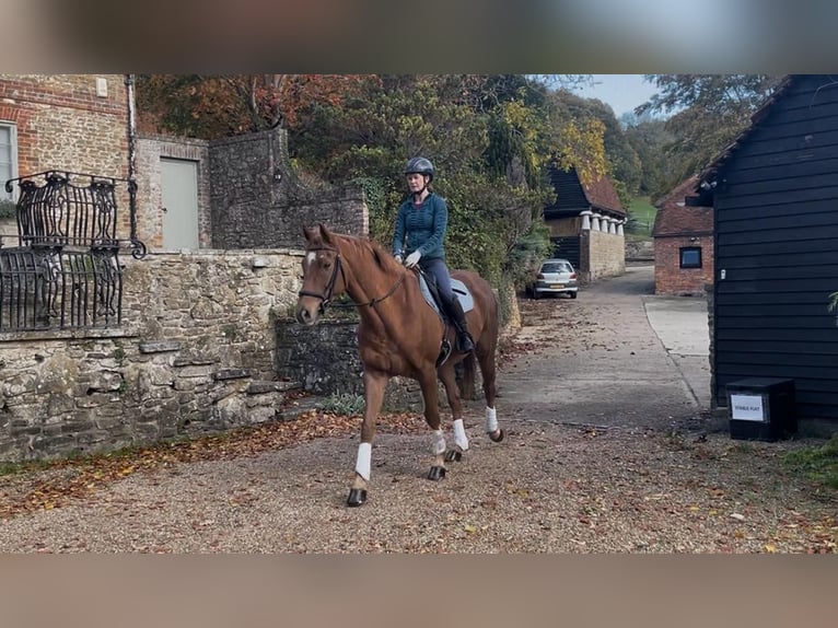 Zangersheider Mix Wallach 6 Jahre 163 cm Dunkelfuchs in Hascombe, Surrey