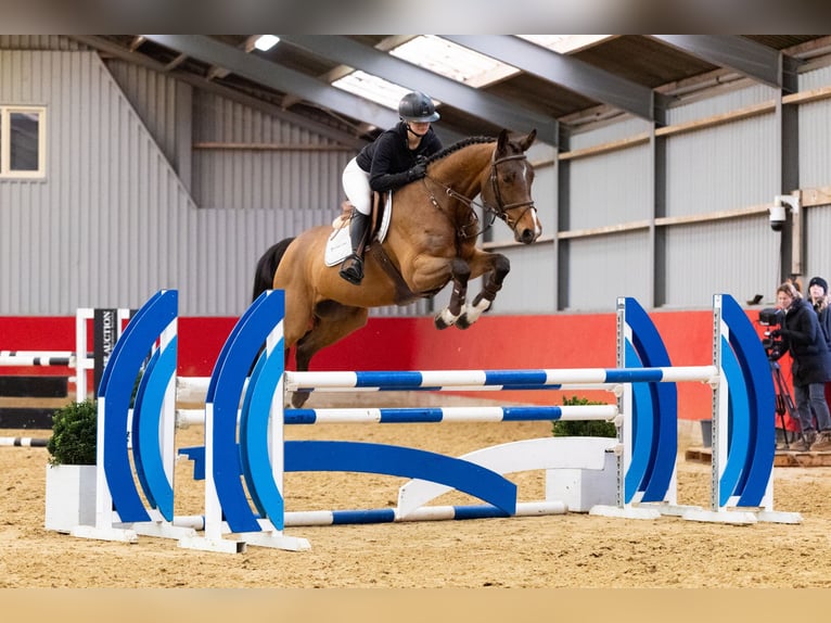 Zangersheider Wallach 6 Jahre 163 cm  in Waddinxveen