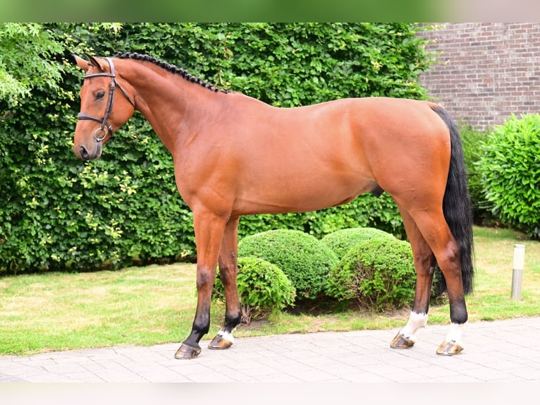 Zangersheider Wallach 6 Jahre 164 cm Brauner in Bladel