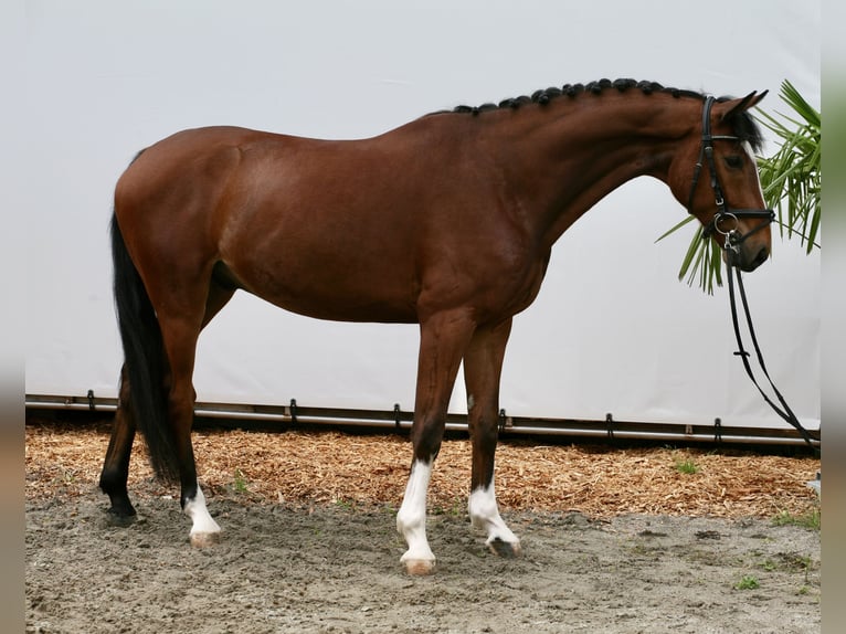 Zangersheider Wallach 6 Jahre 164 cm Brauner in Achern