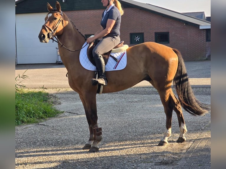 Zangersheider Wallach 6 Jahre 164 cm in Someren
