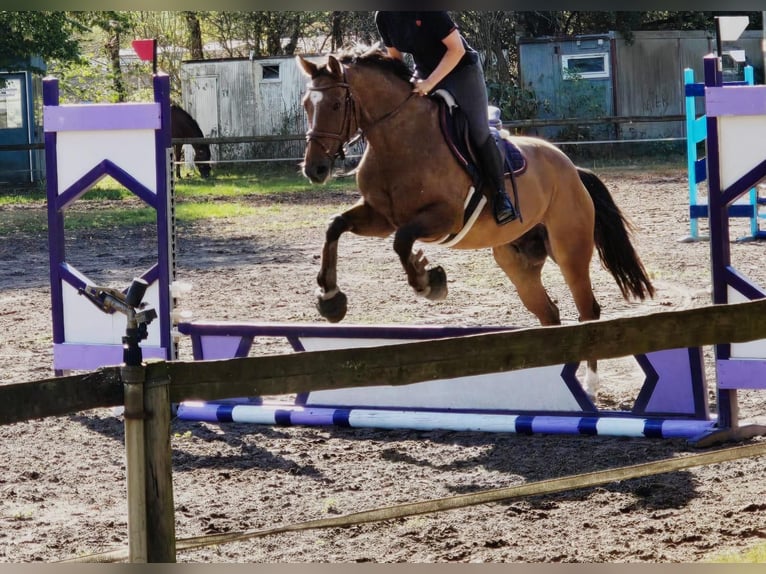 Zangersheider Wallach 6 Jahre 164 cm in Someren