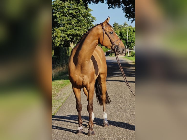 Zangersheider Wallach 6 Jahre 164 cm in Someren