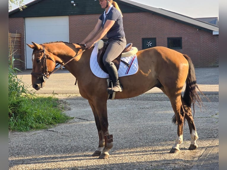 Zangersheider Wallach 6 Jahre 164 cm in Someren
