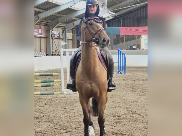 Zangersheider Wallach 6 Jahre 164 cm in Someren