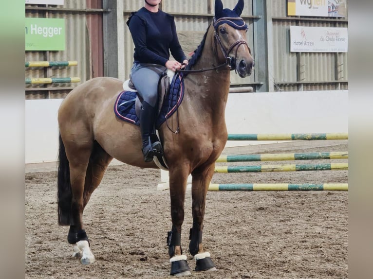 Zangersheider Wallach 6 Jahre 164 cm in Someren