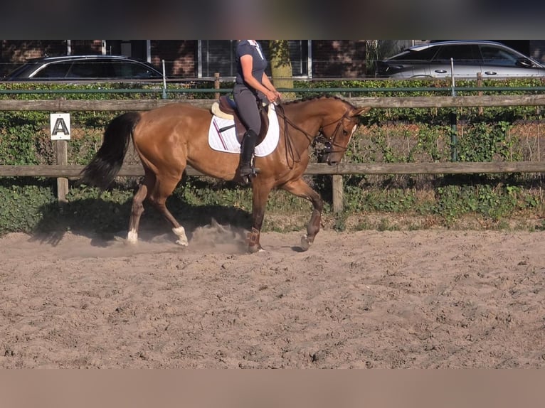 Zangersheider Wallach 6 Jahre 164 cm in Someren