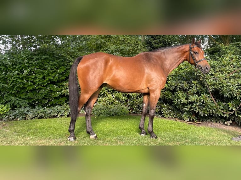 Zangersheider Wallach 6 Jahre 165 cm Brauner in Bergeijk