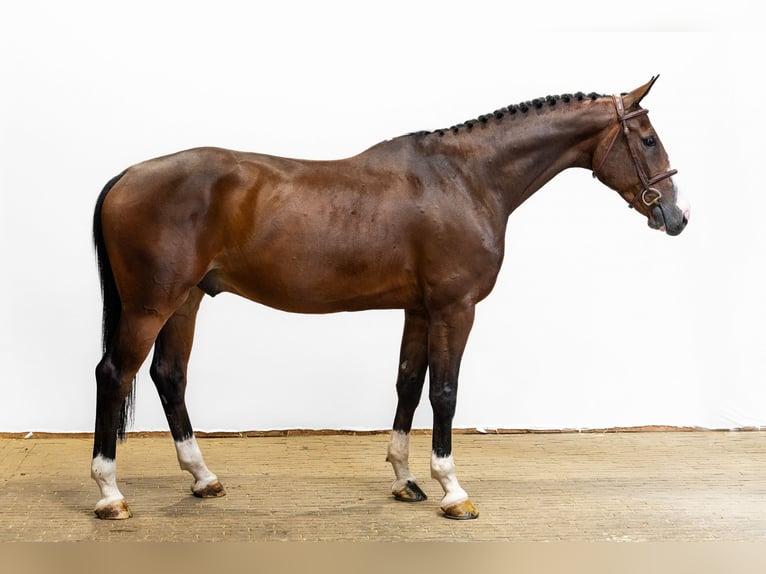 Zangersheider Wallach 6 Jahre 165 cm Brauner in Waddinxveen