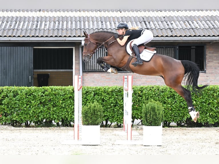 Zangersheider Wallach 6 Jahre 165 cm Brauner in Waddinxveen