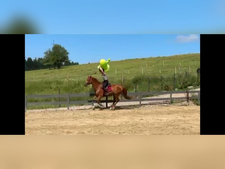 Zangersheider Wallach 6 Jahre 165 cm Fuchs in Mr&#x105;gowo