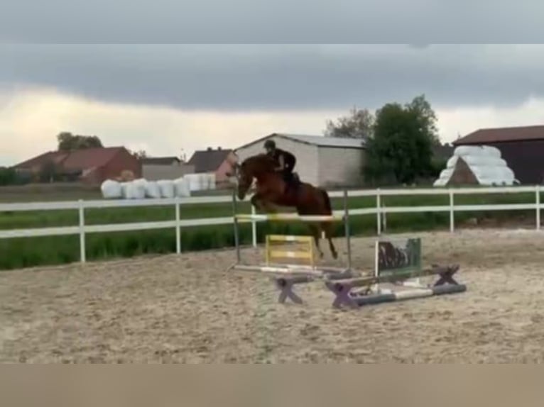 Zangersheider Wallach 6 Jahre 165 cm Fuchs in Mr&#x105;gowo