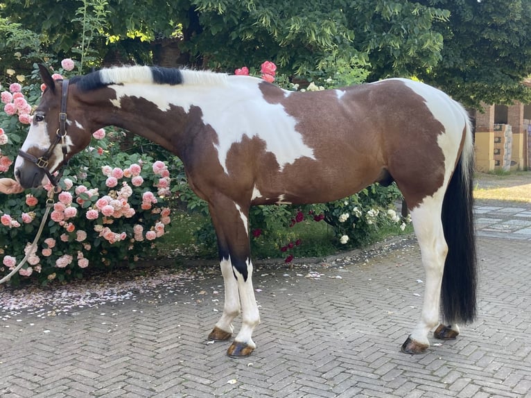 Zangersheider Wallach 6 Jahre 165 cm in Lodi
