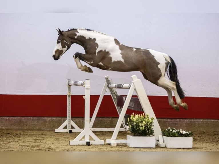 Zangersheider Wallach 6 Jahre 165 cm in Lodi