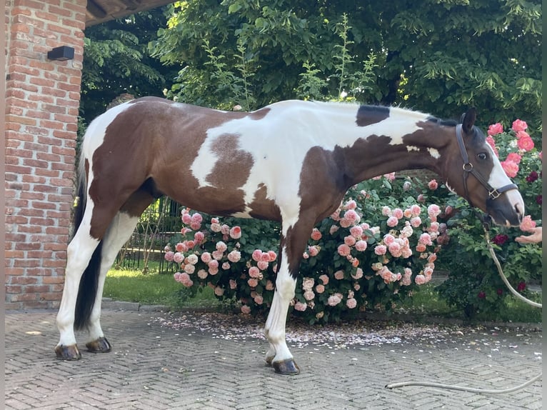 Zangersheider Wallach 6 Jahre 165 cm in Lodi