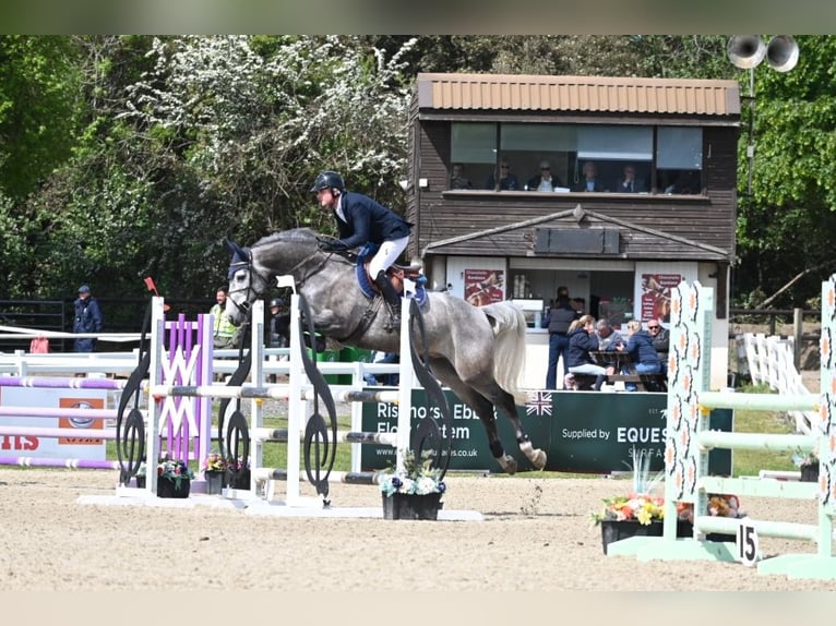 Zangersheider Wallach 6 Jahre 165 cm Schimmel in Suffolk