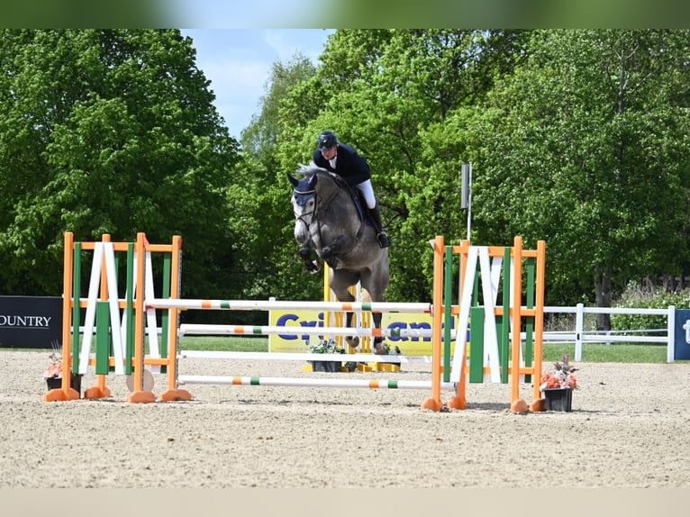 Zangersheider Wallach 6 Jahre 165 cm Schimmel in Suffolk