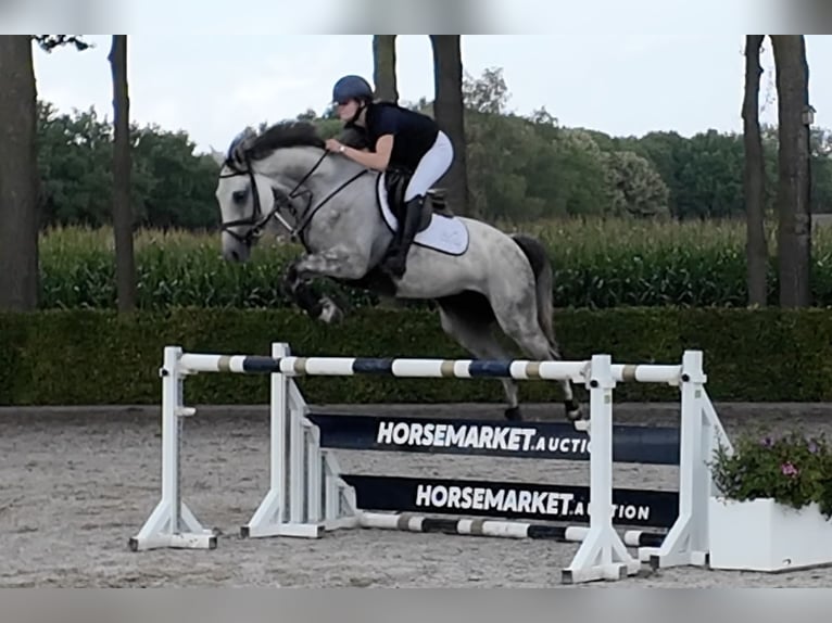 Zangersheider Wallach 6 Jahre 165 cm Schimmel in Waddinxveen