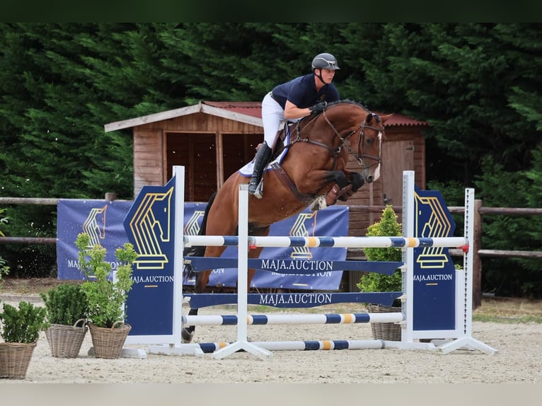 Zangersheider Wallach 6 Jahre 166 cm Brauner in Diepholz