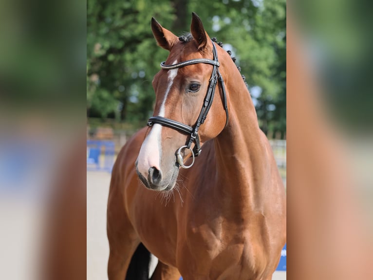 Zangersheider Wallach 6 Jahre 166 cm Brauner in Diepholz
