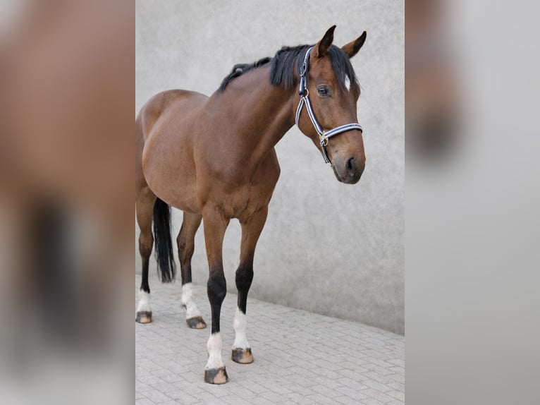 Zangersheider Wallach 6 Jahre 166 cm Brauner in Bergen (Dumme) Bergen