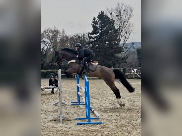 Zangersheider Wallach 6 Jahre 166 cm Dunkelbrauner in Budapest