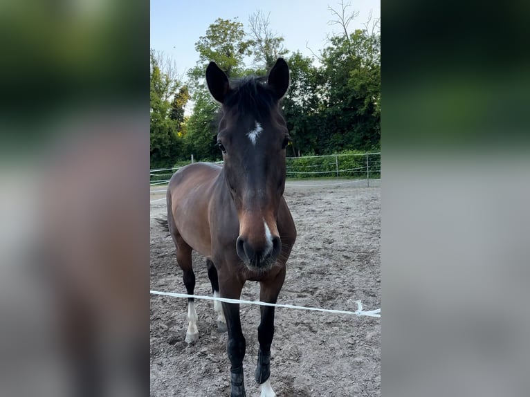 Zangersheider Wallach 6 Jahre 166 cm Dunkelbrauner in Budapest