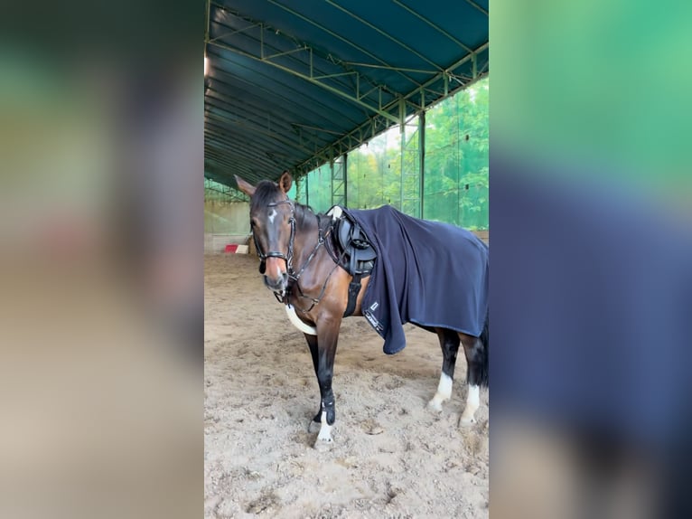 Zangersheider Wallach 6 Jahre 166 cm Dunkelbrauner in Budapest