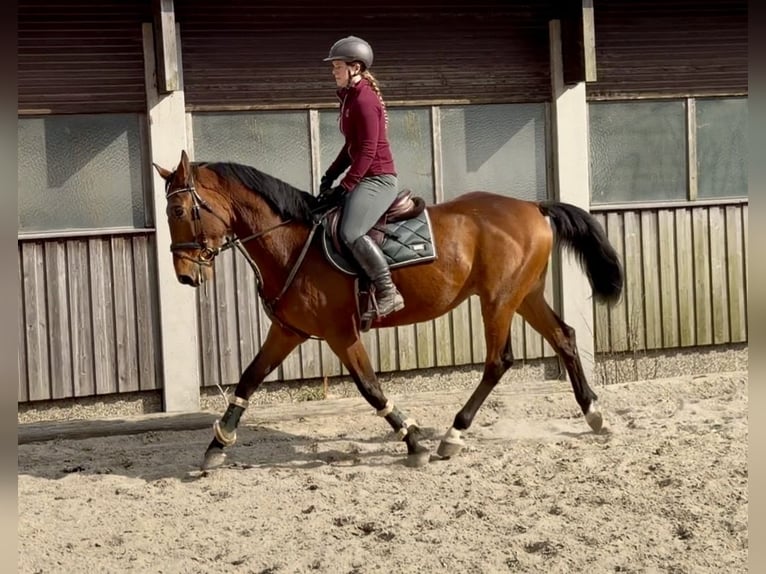 Zangersheider Wallach 6 Jahre 167 cm Brauner in Pelmberg