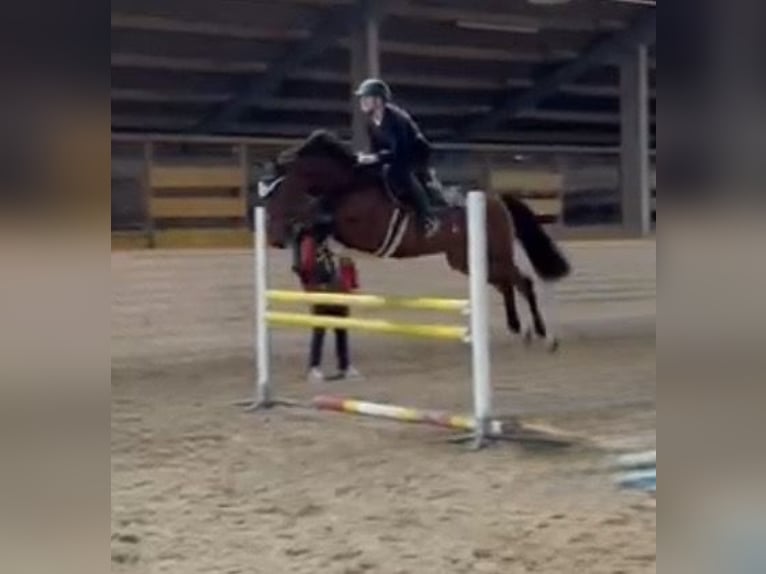 Zangersheider Wallach 6 Jahre 167 cm Brauner in Pelmberg