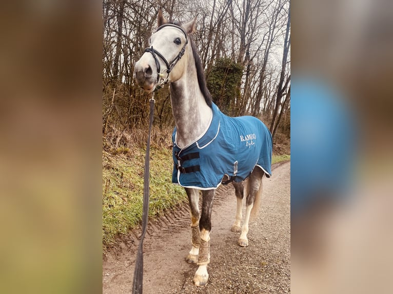 Zangersheider Wallach 6 Jahre 168 cm Apfelschimmel in Haldensleben
