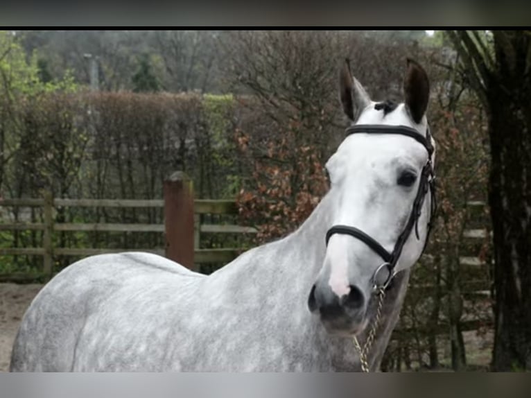 Zangersheider Wallach 6 Jahre 168 cm Apfelschimmel in Haldensleben