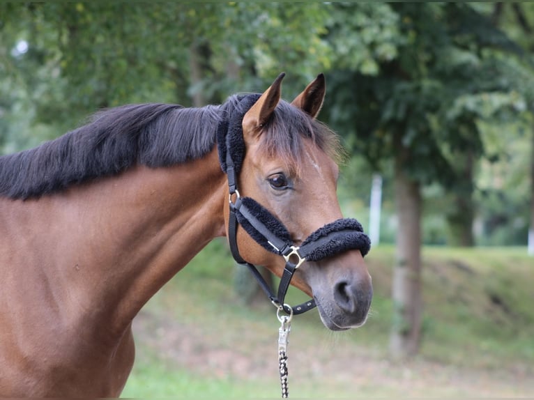 Zangersheider Wallach 6 Jahre 168 cm Brauner in Darmstadt