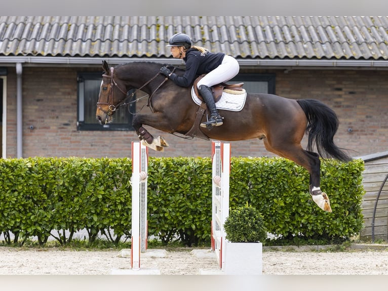 Zangersheider Wallach 6 Jahre 168 cm Brauner in Waddinxveen