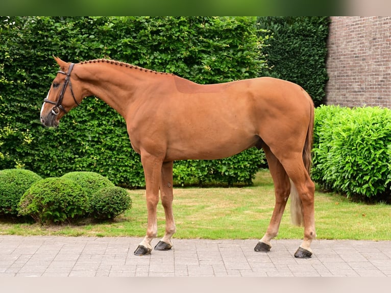 Zangersheider Wallach 6 Jahre 168 cm Fuchs in Bladel