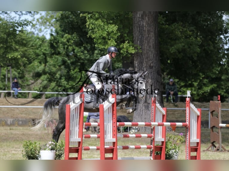 Zangersheider Wallach 6 Jahre 168 cm Rappschimmel in Magdeburg