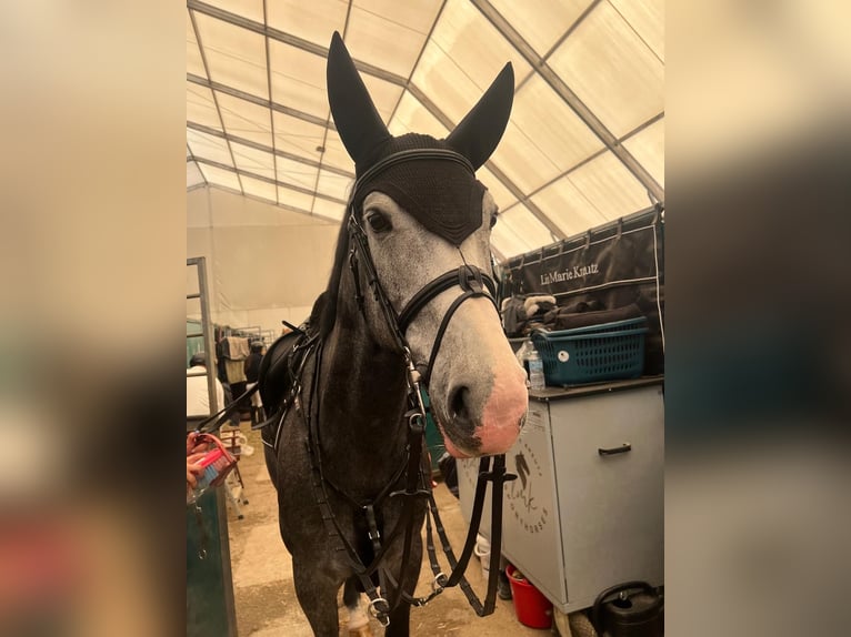 Zangersheider Wallach 6 Jahre 168 cm Rappschimmel in Magdeburg