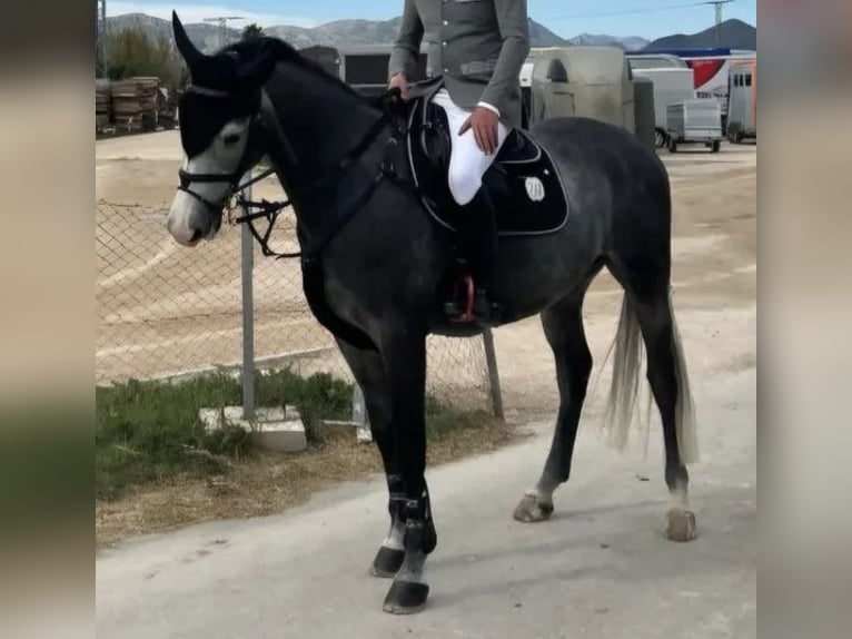 Zangersheider Wallach 6 Jahre 168 cm Rappschimmel in Magdeburg