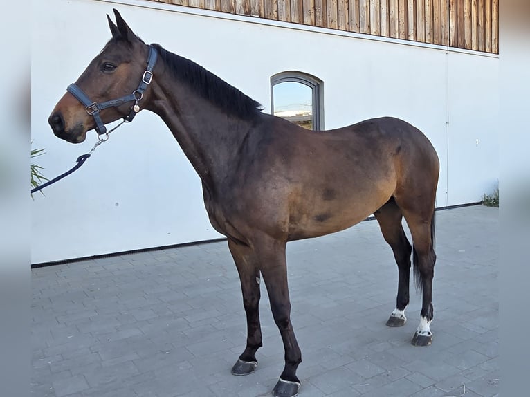 Zangersheider Wallach 6 Jahre 169 cm Rotbrauner in Piaseczno