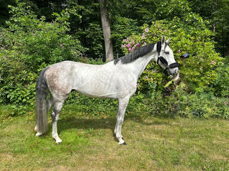 Zangersheider Wallach 6 Jahre 169 cm Schimmel in Darmstadt