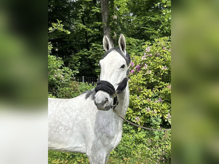 Zangersheider Wallach 6 Jahre 169 cm Schimmel in Darmstadt