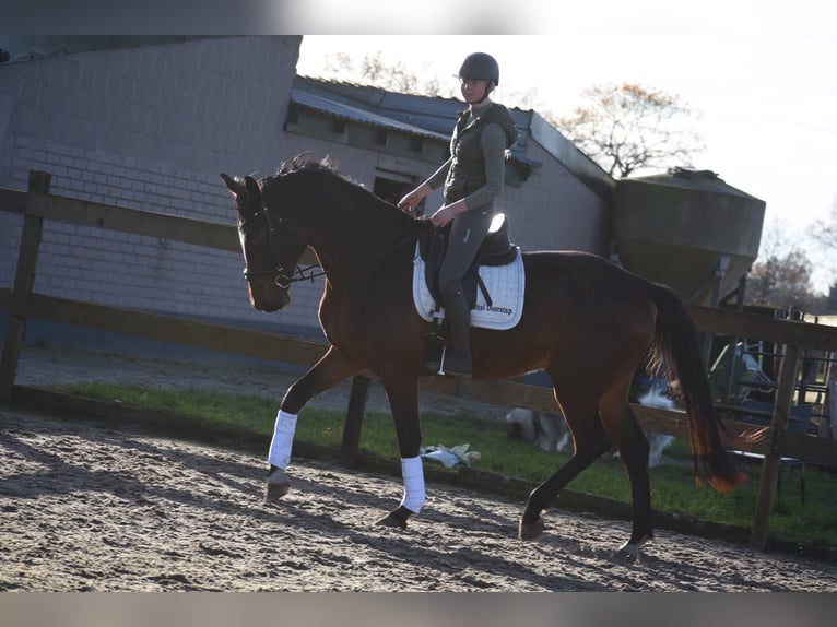 Zangersheider Wallach 6 Jahre 170 cm Brauner in Achtmaal
